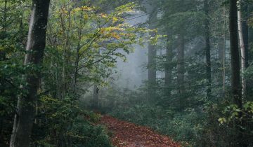 Chemin de traverse